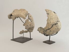 Crânes pré-néandertaliens - Paléolithique Moyen, Biache-Saint-Vaast (Pas-de-Calais) En 1976, le site de Biache-Saint-Vaast a livré des restes humains exceptionnels datés de - 175 000 ans.