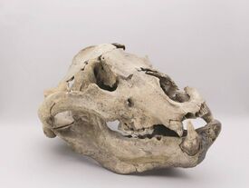 Crâne d'ours des cavernes (Ursus spelaeus) - Paléolithique moyen, Dordogne L'ours des cavernes est représenté par au moins une centaine d’individus sur le site à Biache-Saint-Vaast.